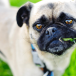 this research based complete guide is about why do dogs eat grass and vomit. In this guide we've debunked some common beliefs about dog's grass eating and tried to figure out the actual cause behind thsi weired habit of dogs.