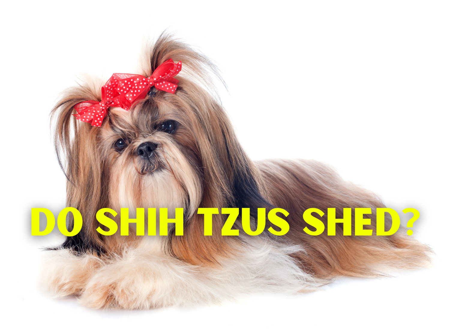Shih Tzus shed less and are hypoallergenic dogs.