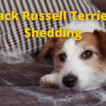 It's about the Jack Russell Terriers shedding that shows a lot of hair shed by jack russell