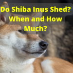 This is an excessively shedding Siba Inu dog