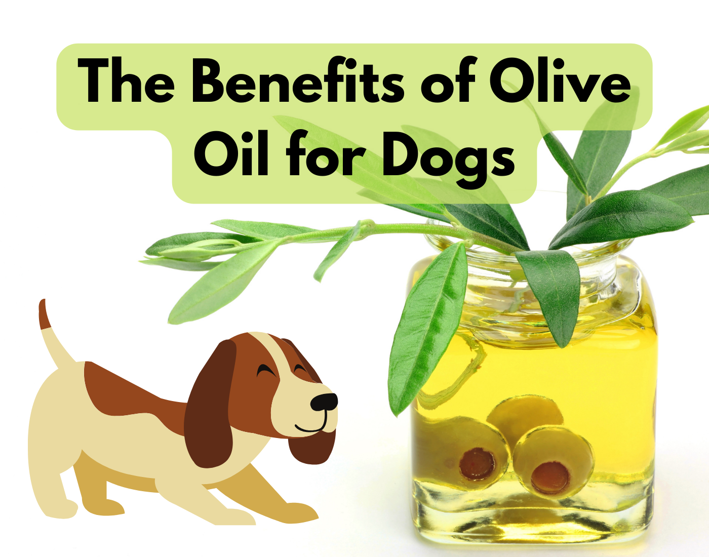 There are numerous benefits of oilve oil or dogs as discussed in this guide