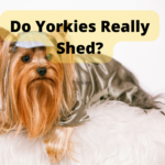 Yorkshire terrier shedding explained